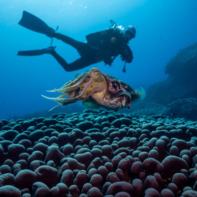Dive Batanes underwater